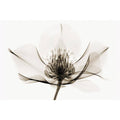 Hellebore Art Print B809