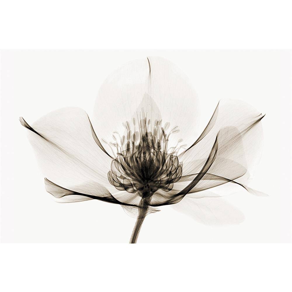 Hellebore Art Print B809