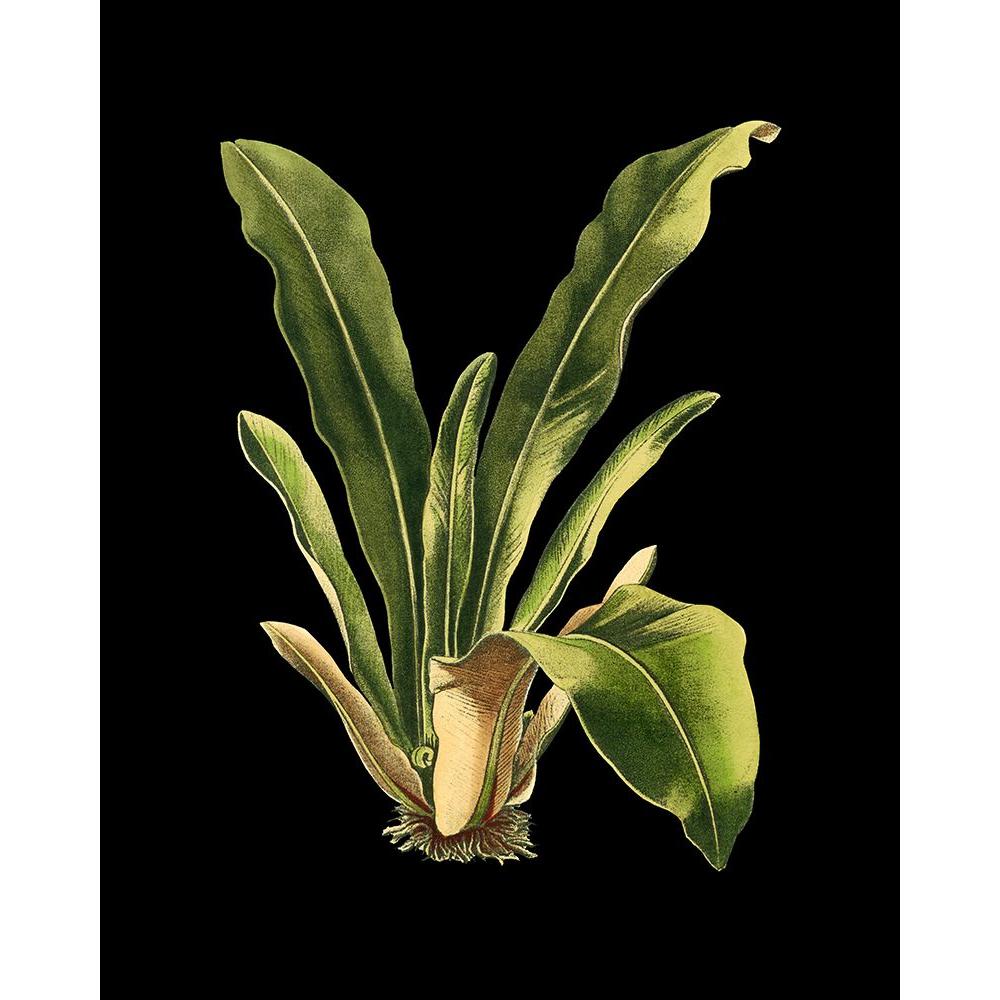 Black Framed Museum Art Print C29157