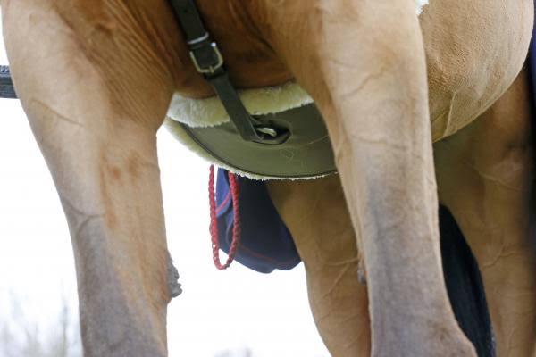 Lambskin Cleat Belt B440533